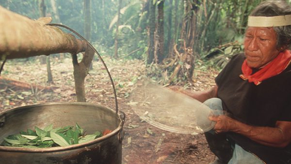 Ayahuasca drink