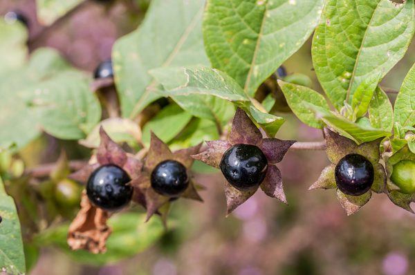 belladonna ekstrakti