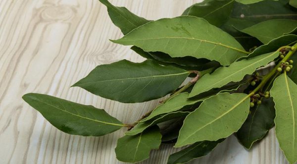 Bay leaf from alcoholism recipes