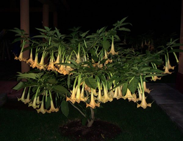 scopolamine qo'llanma