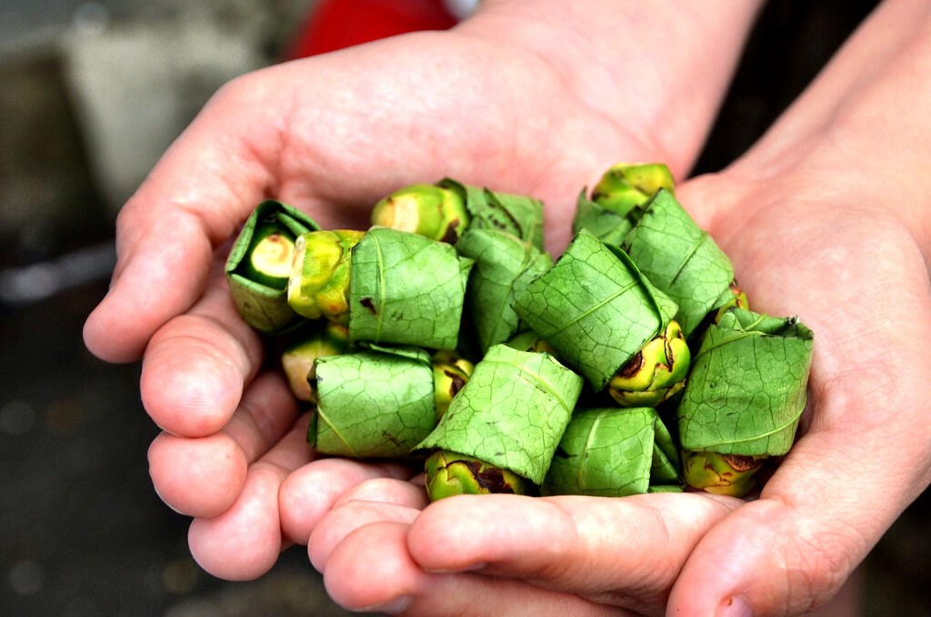 betel-nut-a-natural-drug-of-south-east-asia