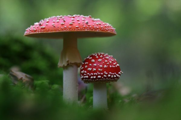 tincture of red mushroom 