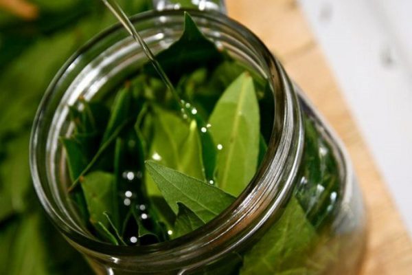 tincture of Bay leaves from alcoholism