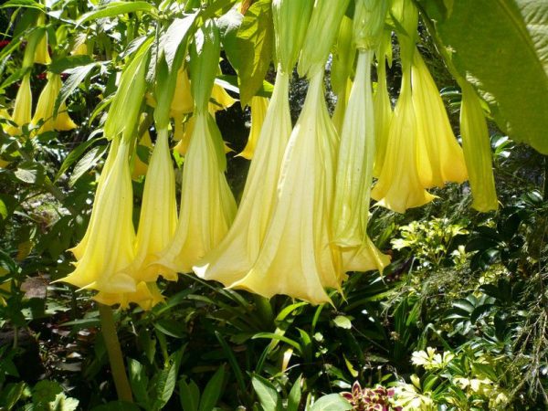 scopolamine sotib olish