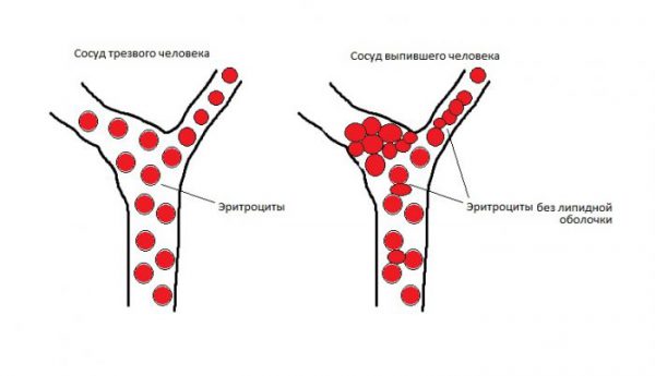 alcohol dilates or constricts blood vessels