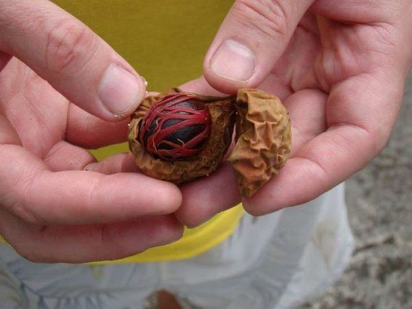 Nutmeg as a drug